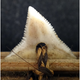 Illustration for article titled Antique Shark-Tooth Sword Reveals a Lost World